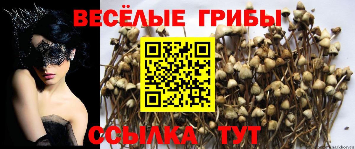 Белебей  Галлюциногенные грибы Psilocybine cubensis  Вход с VPN 